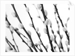Pussy willow by Assaf Frank